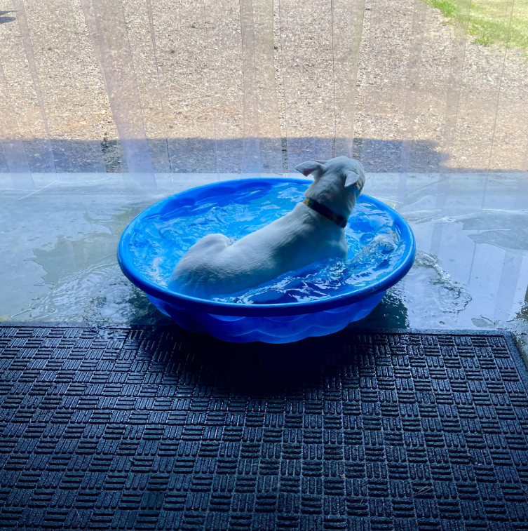 Cheezburger Image 10618837760