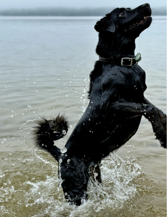 Cheezburger Image 10618838272