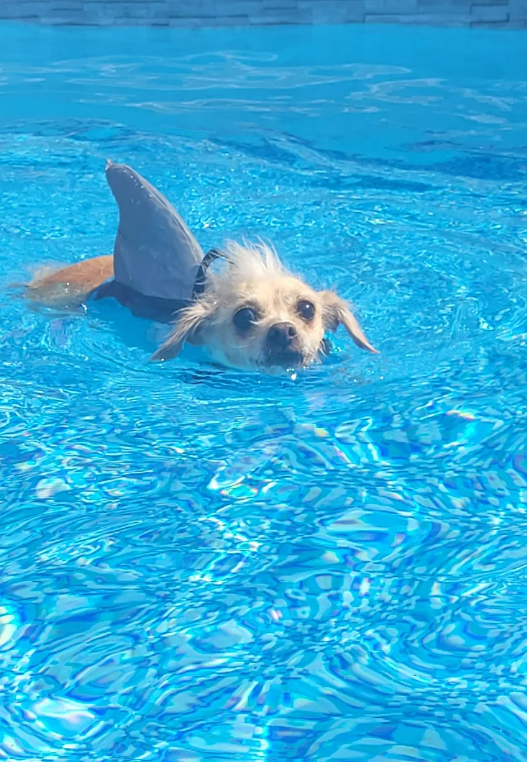 Cheezburger Image 10618838528