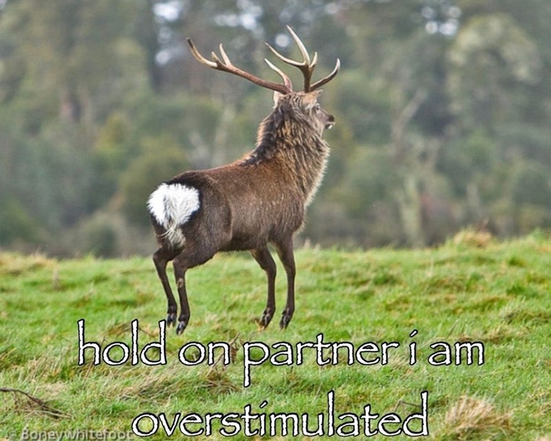 hold on partner i am Parentes, overstimulated