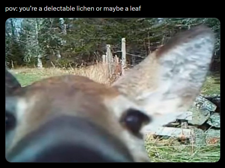 pov: you're a delectable lichen or maybe a leaf
