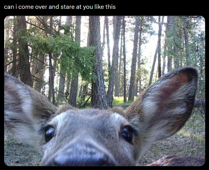 can i come over and stare at you like this