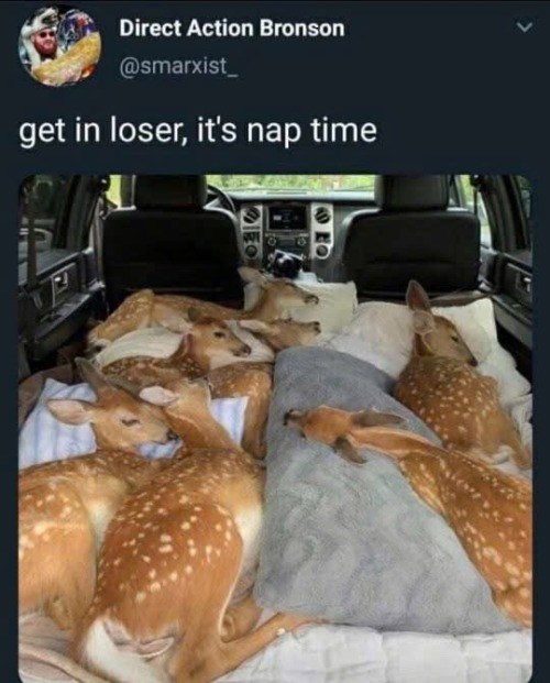 Direct Action Bronson @smarxist get in loser, it's nap time >