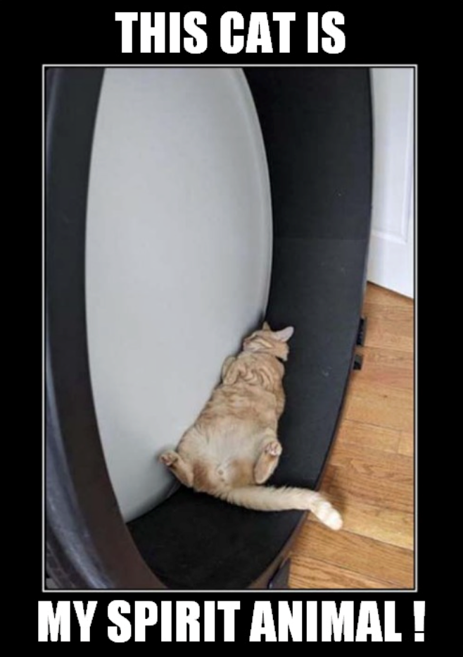 THIS CAT IS MY SPIRIT ANIMAL !