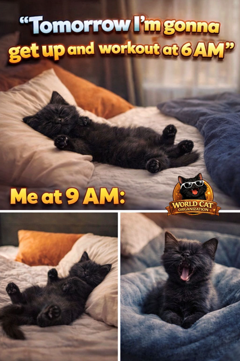 "Tomorrow I'm gonna get up and workout at 6 AM" Me at 9 AM: WORLD CAT ORGANIZATION