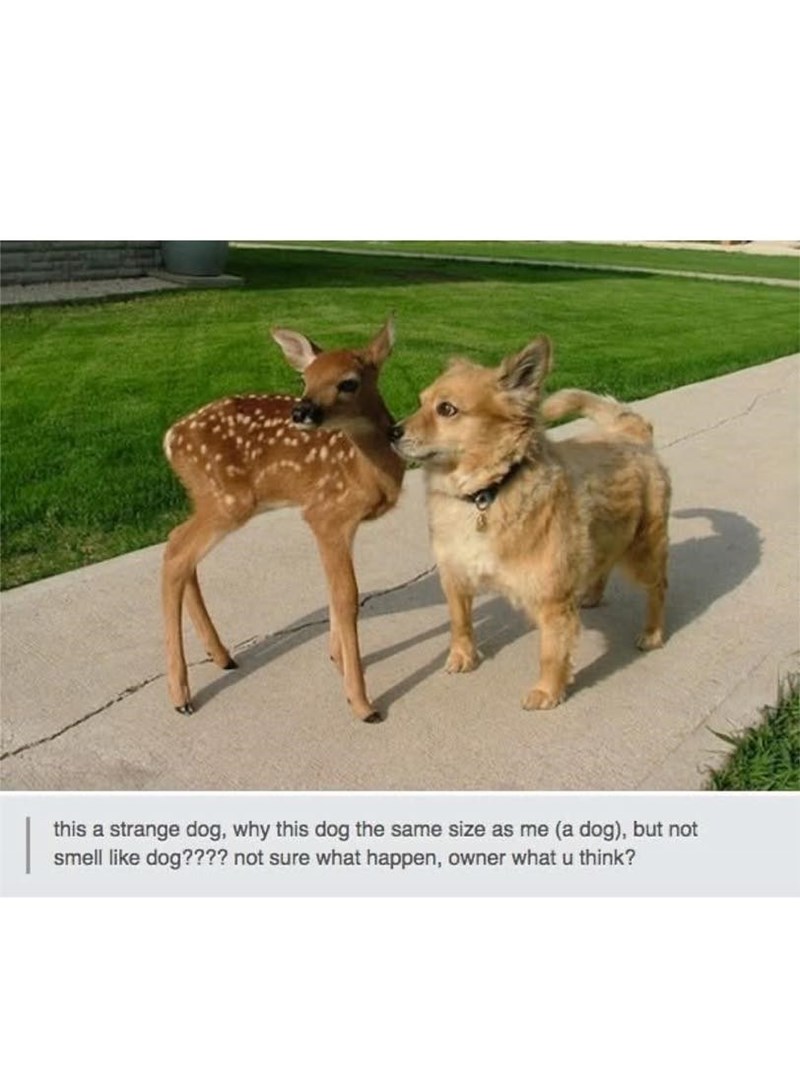 this a strange dog, why this dog the same size as me (a dog), but not smell like dog???? not sure what happen, owner what u think?