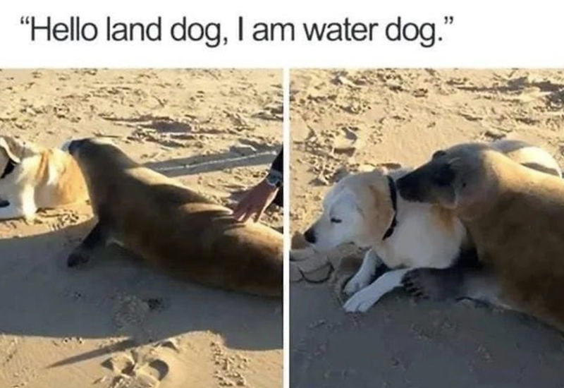 "Hello land dog, I am water dog."