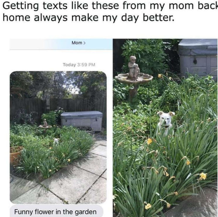 Getting texts like these from my mom back home always make my day better. Mom > Today 3:59 PM Funny flower in the garden