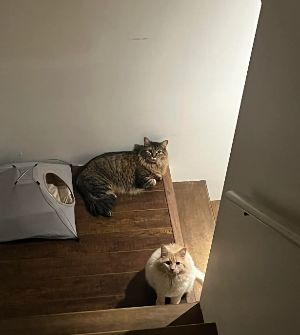 Cheezburger Image 10618871552