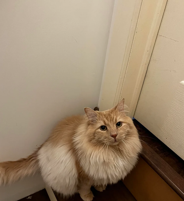 Cheezburger Image 10618872064