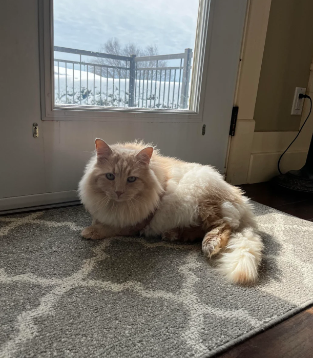 Cheezburger Image 10618872576