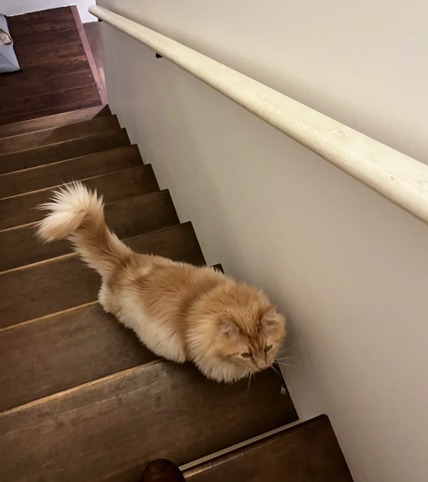 Cheezburger Image 10618872832