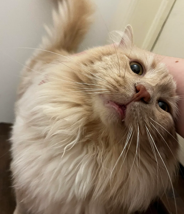 Cheezburger Image 10618873088