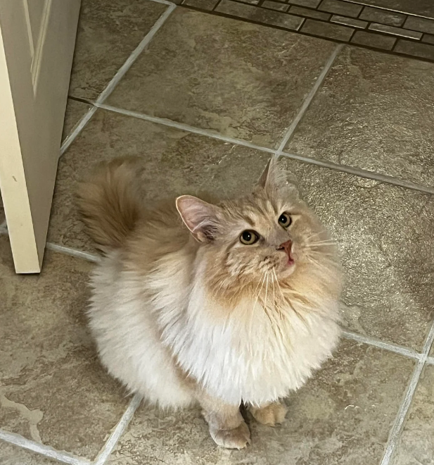 Cheezburger Image 10618873600