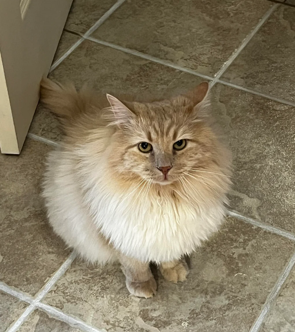 Cheezburger Image 10618875392