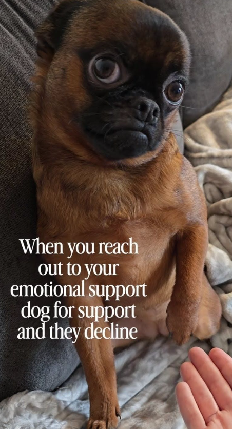 When you reach out to your emotional support dog for support and they decline