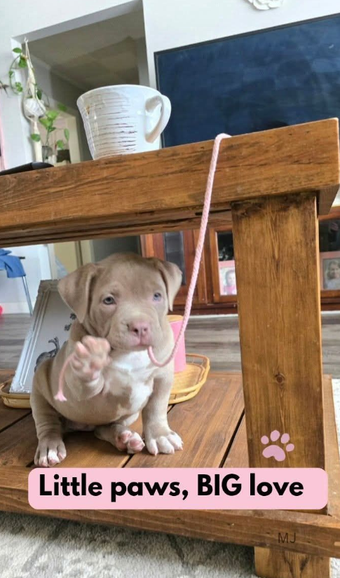 Little paws, BIG love MJ