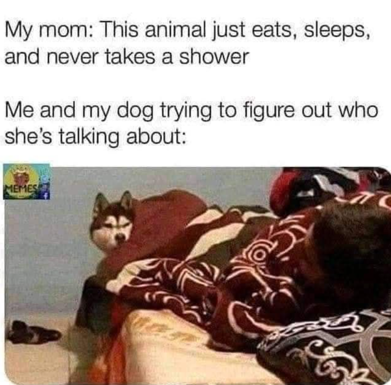 My mom: This animal just eats, sleeps, and never takes a shower Me and my dog trying to figure out who she's talking about: MEMES