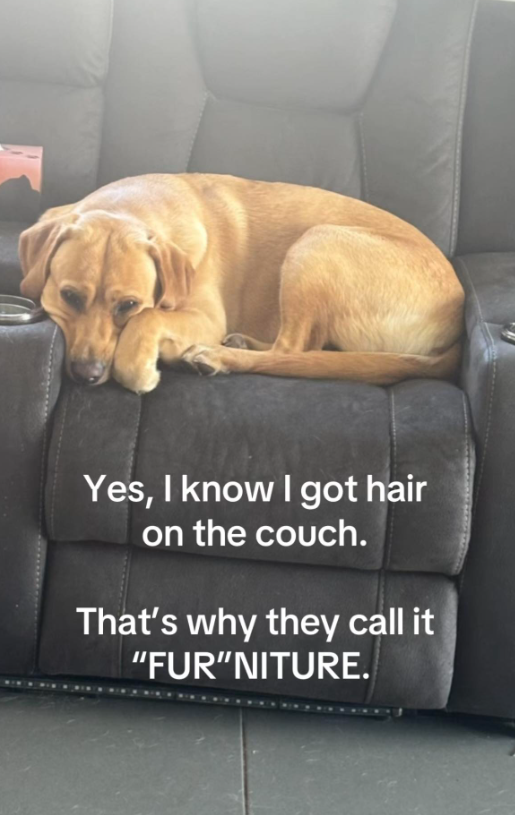 Yes, I know I got hair on the couch. That's why they call it "FUR"NITURE.