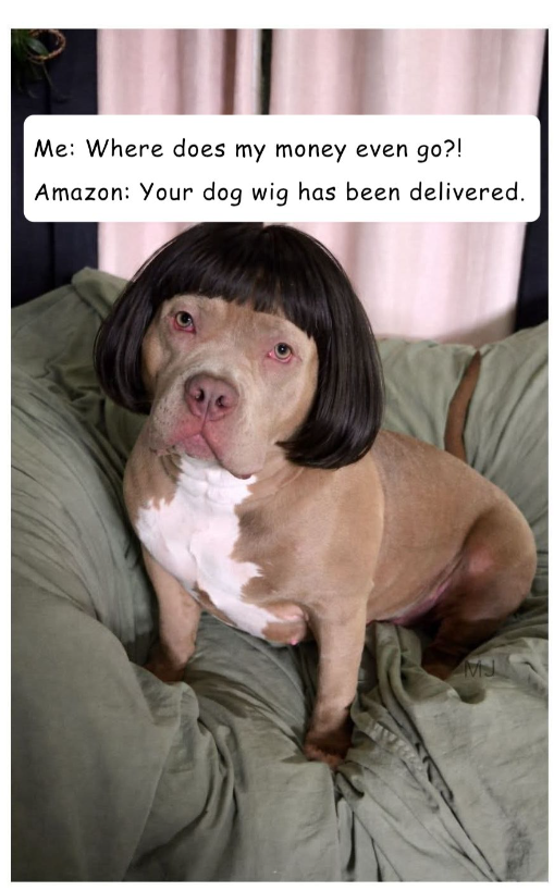 Me: Where does my money even go?! Amazon: Your dog wig has been delivered. MS