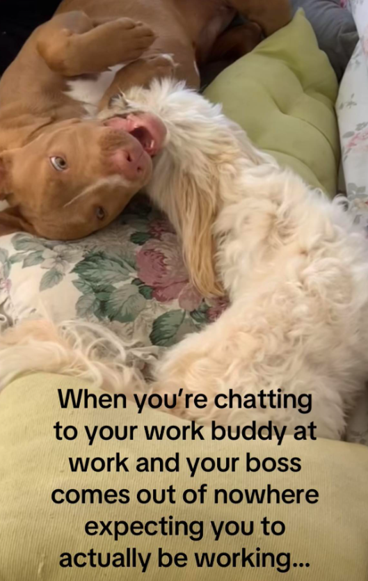 When you're chatting to your work buddy at work and your boss comes out of nowhere expecting you to actually be working...