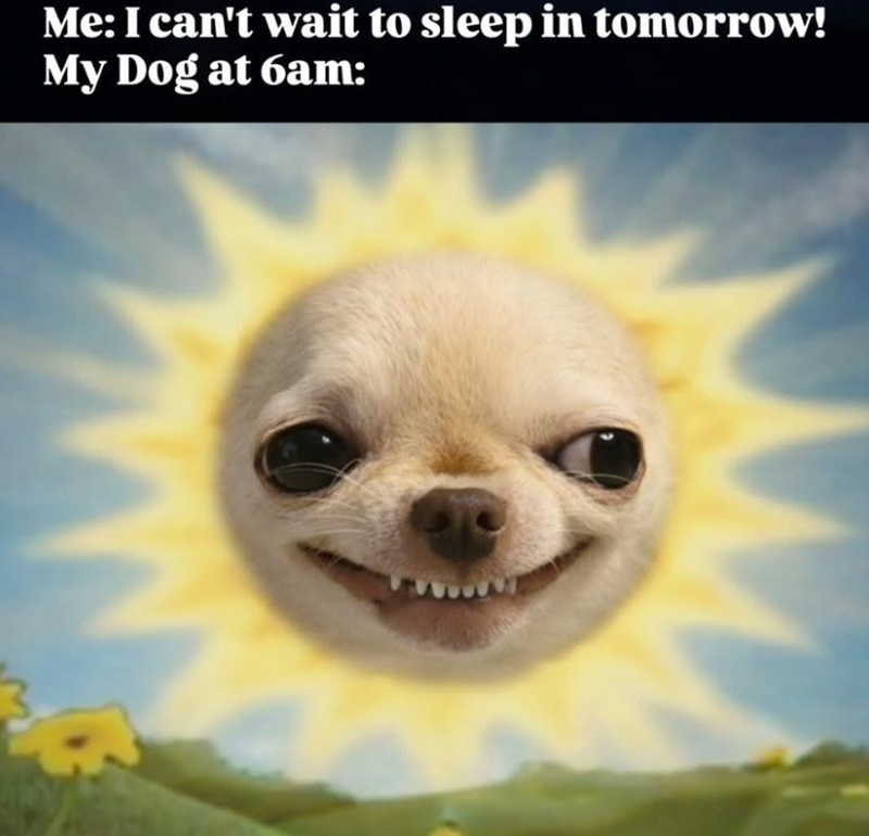 Me: I can't wait to sleep in tomorrow! My Dog at 6am: