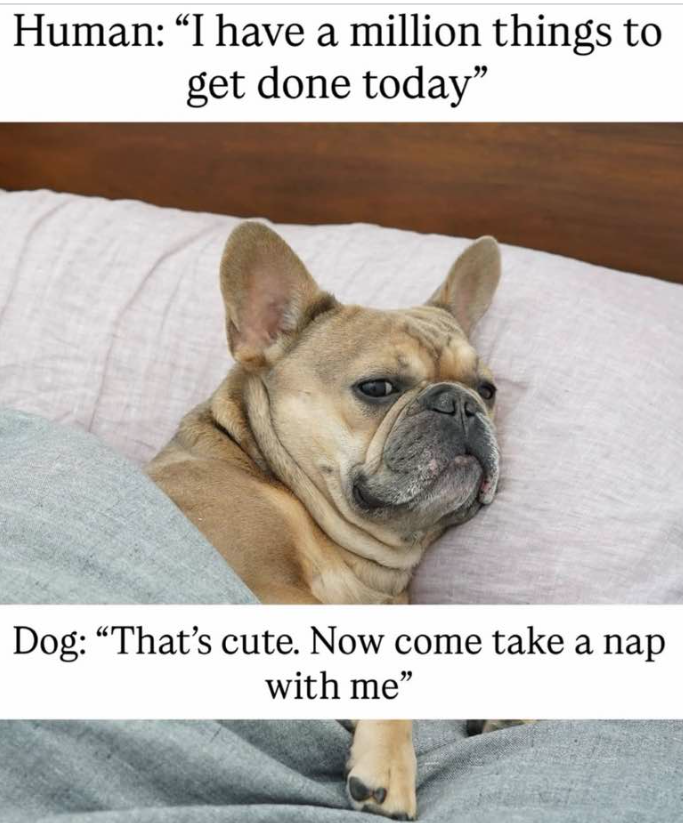 Human: "I have a million things to get done today" Dog: "That's cute. Now come take a nap with me"