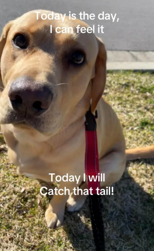 Today is the day, I can feel it Today I will Catch that tail!