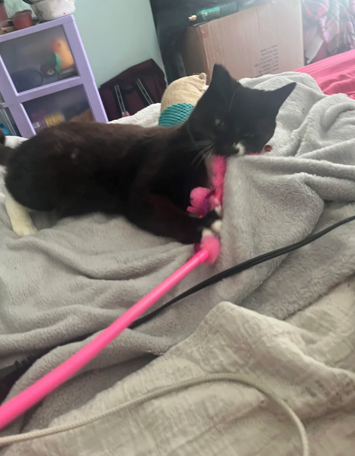 Cheezburger Image 10618926336