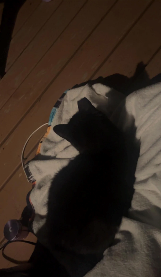 Cheezburger Image 10618926592