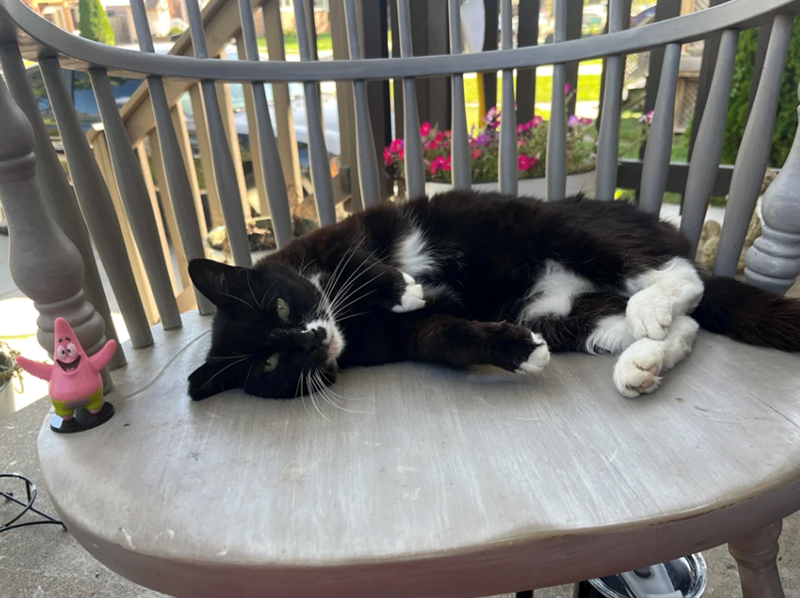 Cheezburger Image 10618927104