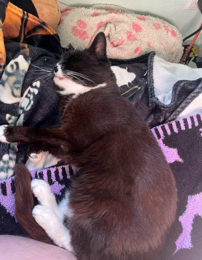 Cheezburger Image 10618927360