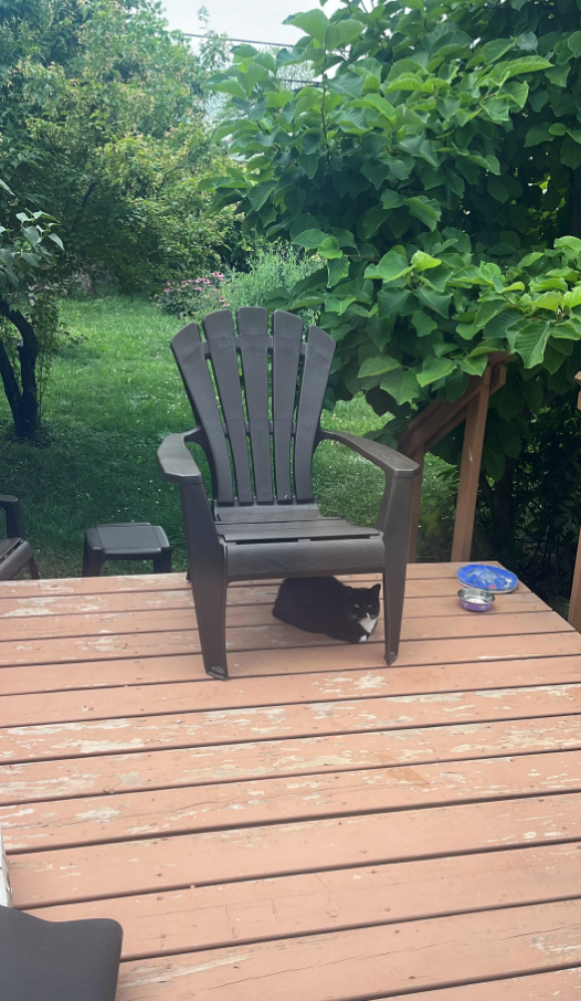 Cheezburger Image 10618927872