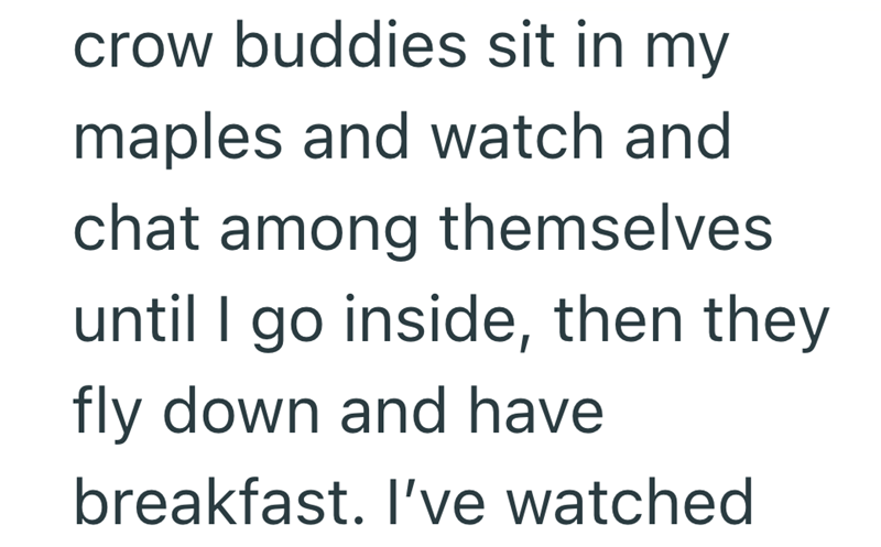 crow buddies sit in my maples and watch and chat among themselves until I go inside, then they fly down and have breakfast. I've watched