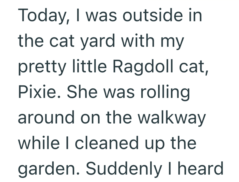 Today, I was outside in the cat yard with my pretty little Ragdoll cat, Pixie. She was rolling around on the walkway while I cleaned up the garden. Suddenly I heard.