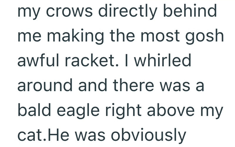 my crows directly behind me making the most gosh awful racket. I whirled around and there was a bald eagle right above my cat. He was obviously