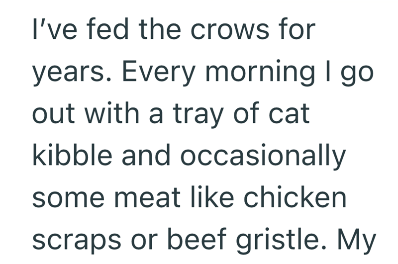 I've fed the crows for years. Every morning I go out with a tray of cat kibble and occasionally some meat like chicken scraps or beef gristle. My