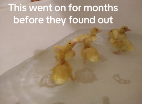 This went on for months before they found out