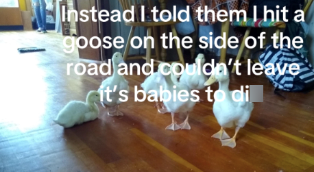 Instead I told them I hit a goose on the side of the road and couldn't leave it's babies to di