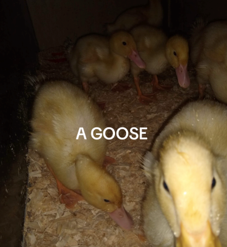 A GOOSE