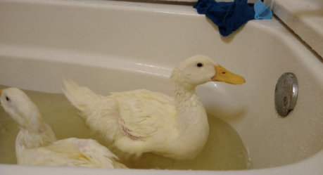 Cheezburger Image 10618943232