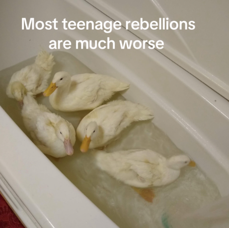 Most teenage rebellions are much worse