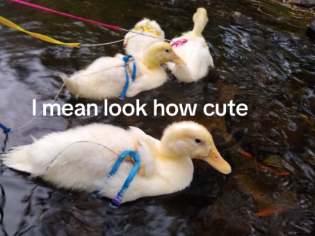 I mean look how cute