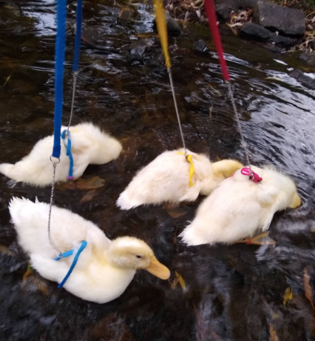 Cheezburger Image 10618944000