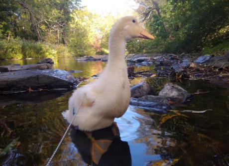 Cheezburger Image 10618944256