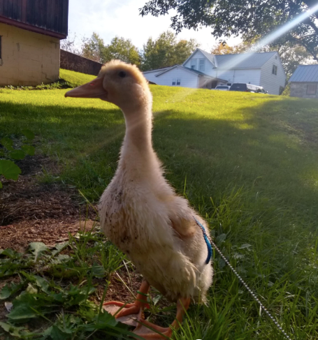 Cheezburger Image 10618945280