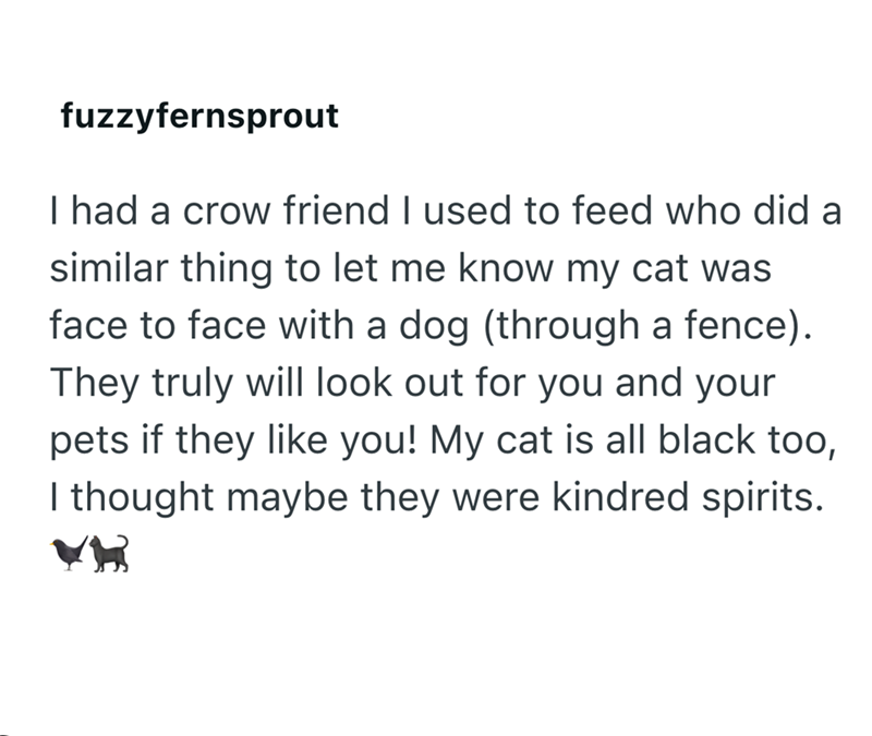 fuzzyfernsprout I had a crow friend I used to feed who did a similar thing to let me know my cat was face to face with a dog (through a fence). They truly will look out for you and your pets if they like you! My cat is all black too, I thought maybe they were kindred spirits.