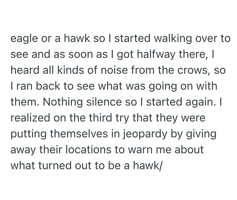 eagle or a hawk so I started walking over to see and as soon as I got halfway there, I heard all kinds of noise from the crows, so I ran back to see what was going on with them. Nothing silence so I started again. I realized on the third try that they were putting themselves in jeopardy by giving away their locations to warn me about what turned out to be a hawk/