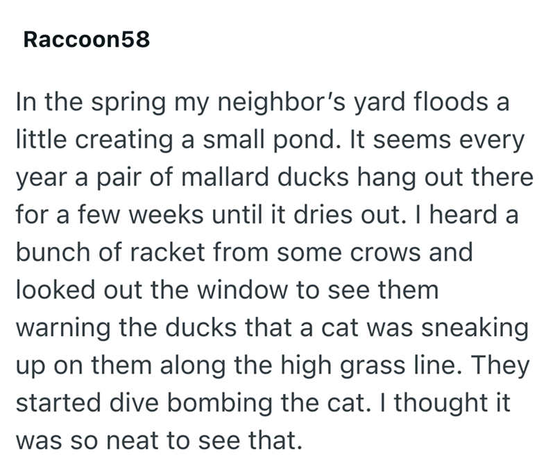 Raccoon58 In the spring my neighbor's yard floods a little creating a small pond. It seems every year a pair of mallard ducks hang out there for a few weeks until it dries out. I heard a bunch of racket from some crows and looked out the window to see them warning the ducks that a cat was sneaking up on them along the high grass line. They started dive bombing the cat. I thought it was so neat to see that.
