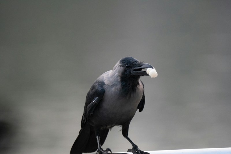 Cute wild black crow eating a little treat